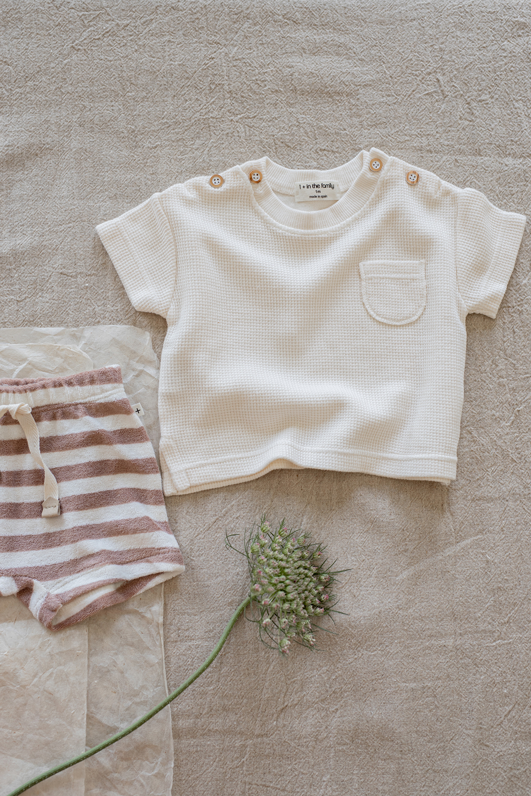 1+ in the family - S.sleeve t-shirt - Ecru - 3